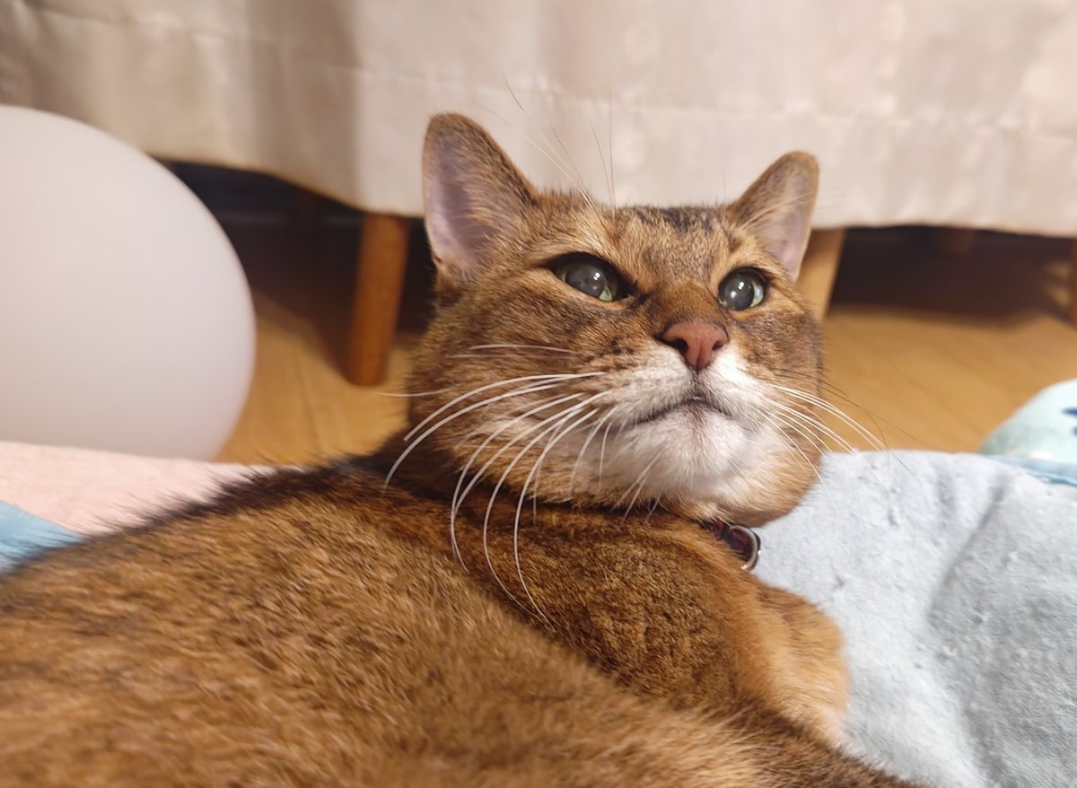 kikitolala1's tweet photo. おはようございます。

#猫のいる暮らし https://t.co/a5p6F6cbJ0