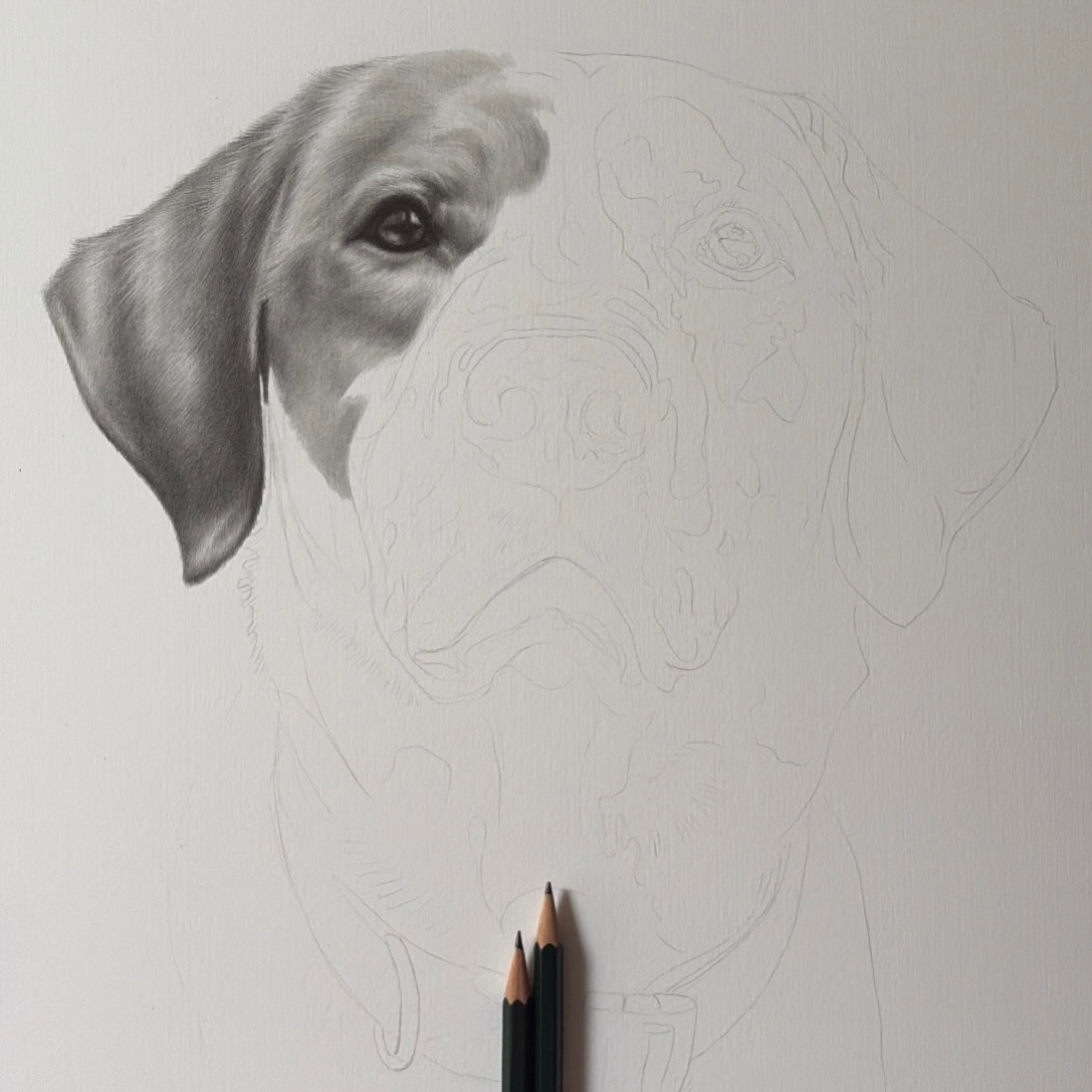 CorrineBusscher's tweet photo. My next portrait is well underway, and I’m absolutely loving him so far. He’s only A3, but he feels almost life-sized! Wishing you all a wonderful Easter weekend—hope the Easter bunny brings you a chocolate egg or two! https://t.co/oIJhVhL48t