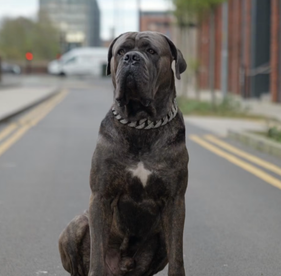 ShadowFriendlyD's tweet photo. $SHADOW, the friendly dog bringing good vibes and fun to every quest. Explore Shadow’s story, discover the community, and follow the journey. Join the adventure, share the memes, and keep Shadow’s spirit moving forward. $SHADOW — friendly, bold.

$SHADOW https://t.co/bUCSeV8fOc
