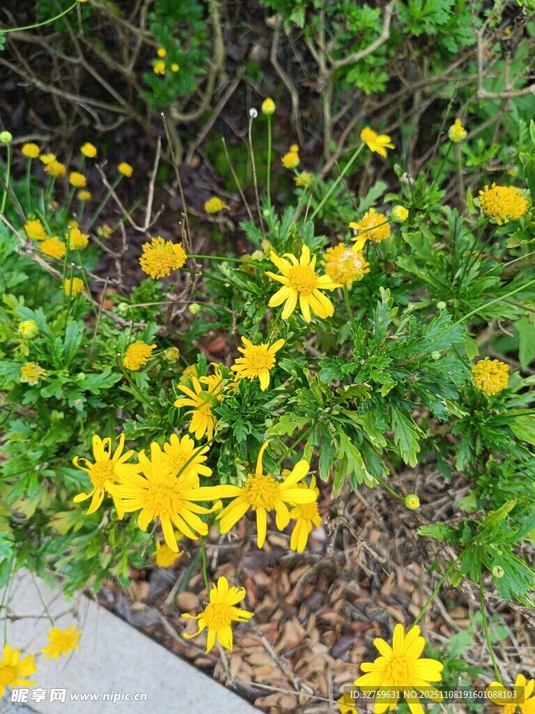 MoiraOregoygx2's tweet photo. Hoy me encontré una flor pequea en la acera, me hizo sonreír sin querer. https://t.co/y8jyxVtZTX