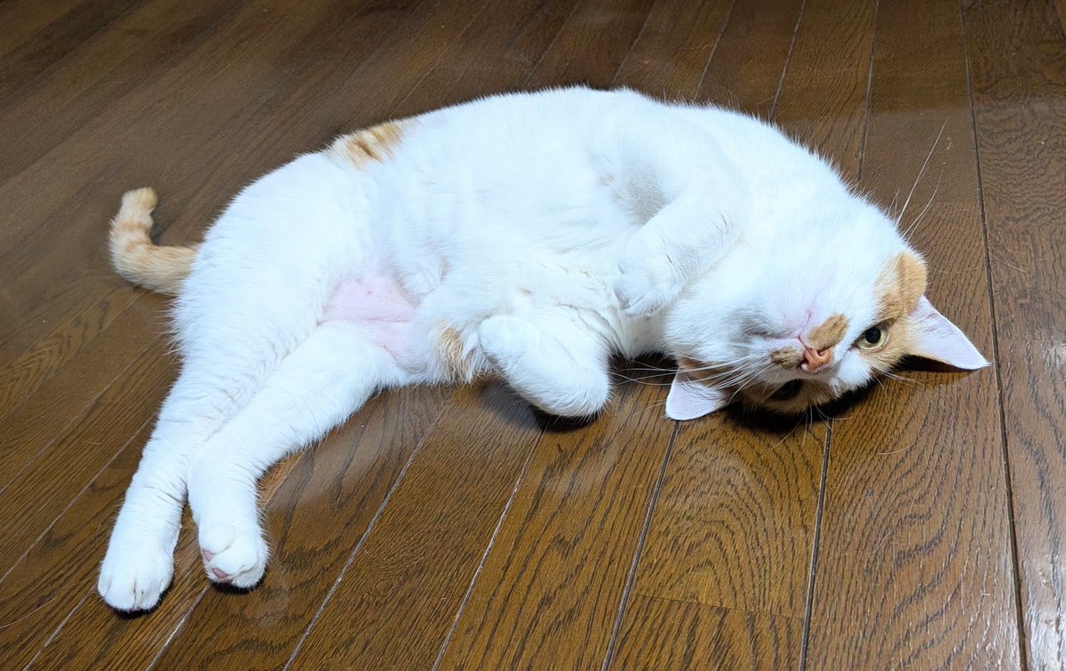 yuriha313's tweet photo. ﾆﾝｹﾞﾝが椅子を立つたびに纏わりついて「遊ぼうにゃ」していい加減無視された猫
🐱<なんでにゃ…休みじゃないにょ？遊ぼうにゃ〜

たぶん、10分遊んで10分休んで10分遊んで…を眠くなるまでやりたいみたい…ムリ💦

鰻入り稲荷

近くにできた角上、土佐屋の美味しい豆腐置いてた🎶 https://t.co/ruM8BO6S8X