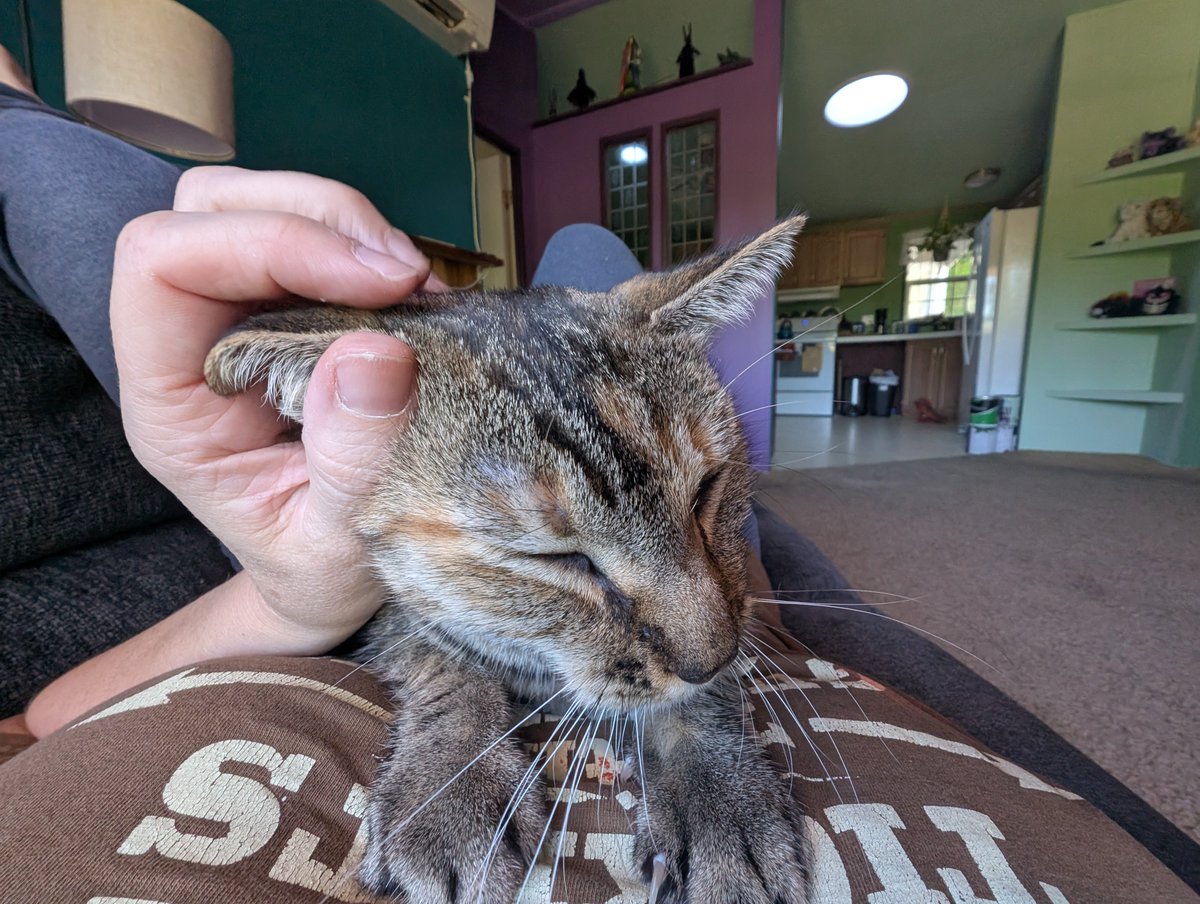 neowneb's tweet photo. well I was gonna get ready for the week today, but I appear to be pinned down by something https://t.co/8GUEAFJOsA