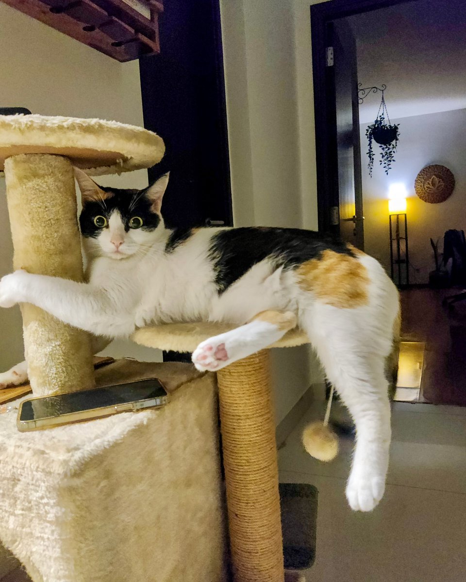 AnjanetteMomac's tweet photo. Don’t you think I’m a good pawser? https://t.co/ZtQab0TpGr