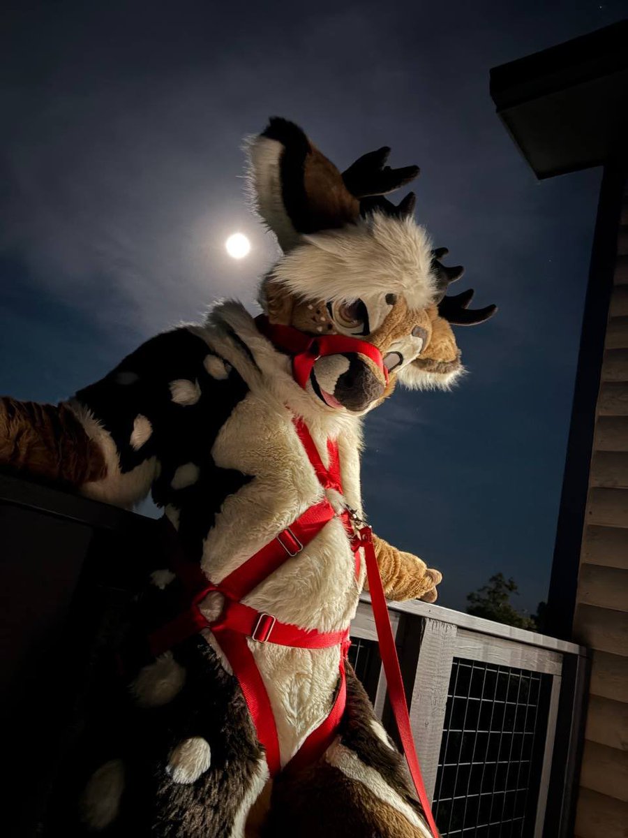 IRateFursuits's tweet photo. Fursuit rating #27: @deerloaf

Rating: 13/10

Give him some strawbs and play Country Roads https://t.co/63YJUG9cP7