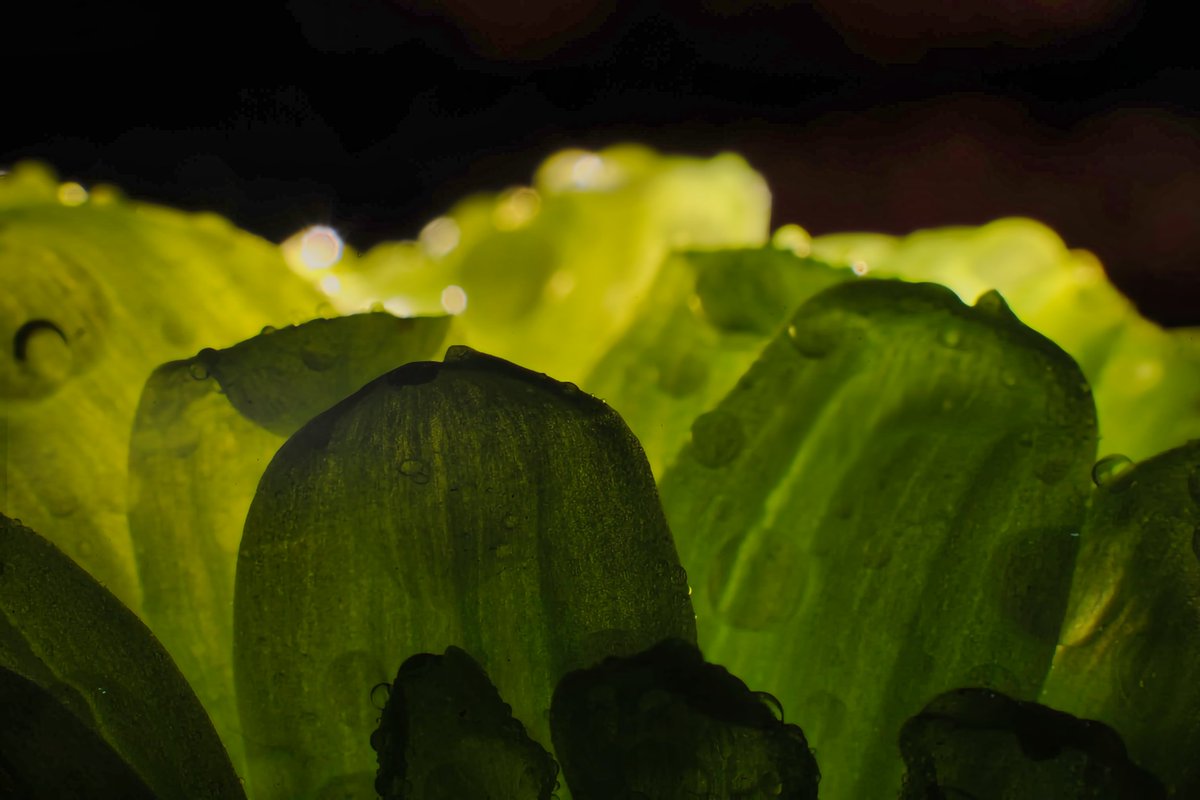 PaulJobPhoto's tweet photo. Nature’s tiny jewels sparkling after the rain 💧🌿

#NaturePhotography #DewDrops #Macro #GreenVibes #MorningMagic https://t.co/T71ixQ1pJC