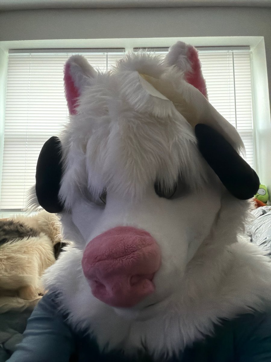 SpitzerSpatter's tweet photo. Furry head https://t.co/uDYhrGz6J9