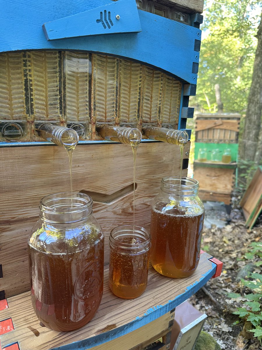 TheCyberYev's tweet photo. Last honey harvest of this season - honey supers off this weekend. Variety of honey colours. Then fall mite treatment after supers off. Anyone else removing supers this weekend? 🍯 https://t.co/y9YWx39fdB