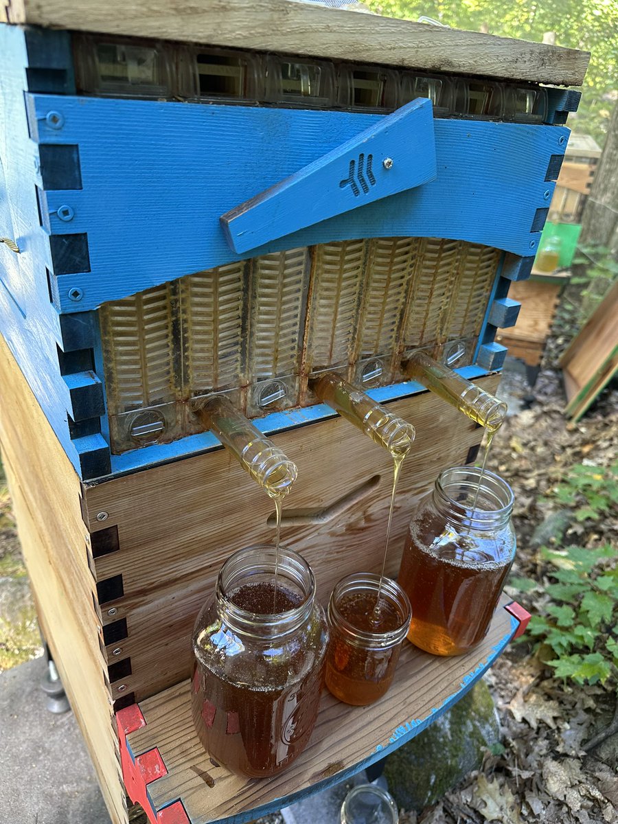 TheCyberYev's tweet photo. Last honey harvest of this season - honey supers off this weekend. Variety of honey colours. Then fall mite treatment after supers off. Anyone else removing supers this weekend? 🍯 https://t.co/y9YWx39fdB