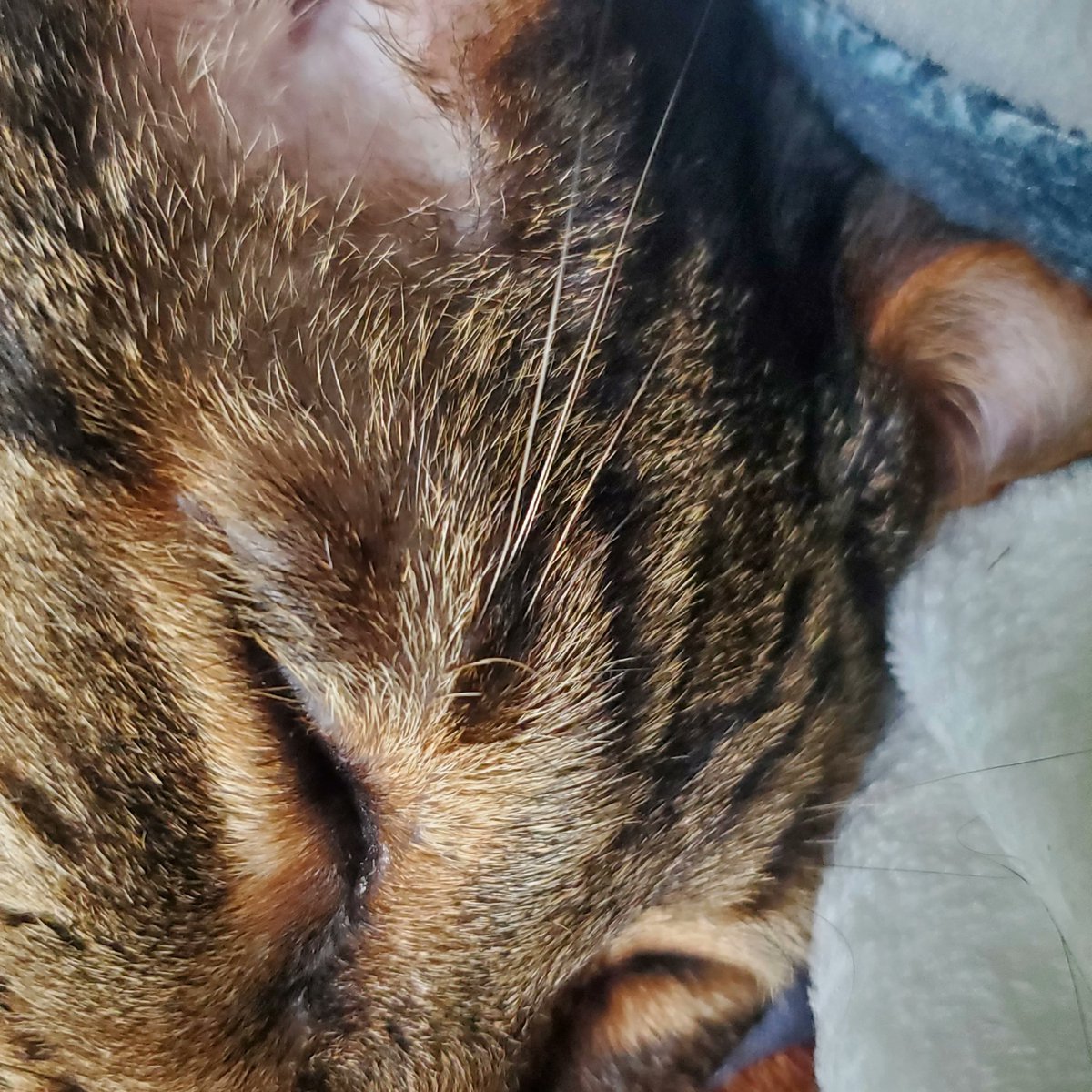 VerlieCooklae6's tweet photo. Gus showing off his cuddly side today. Look at those sweet whiskers! https://t.co/gA0jTNhoOP
