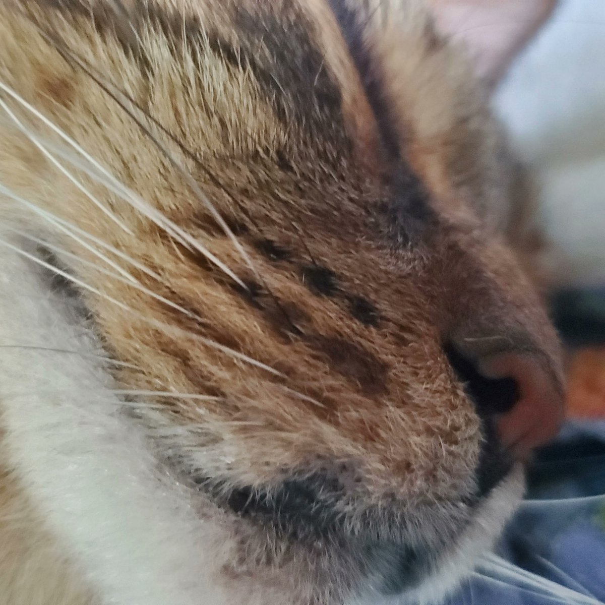 VerlieCooklae6's tweet photo. Gus showing off his cuddly side today. Look at those sweet whiskers! https://t.co/gA0jTNhoOP