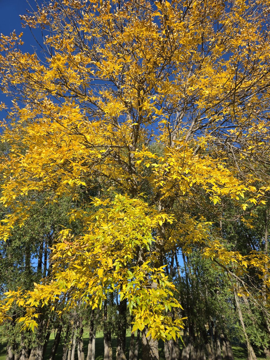 duckwithnumbers's tweet photo. love when the leaves turn yellow https://t.co/i4jFd7yMyW