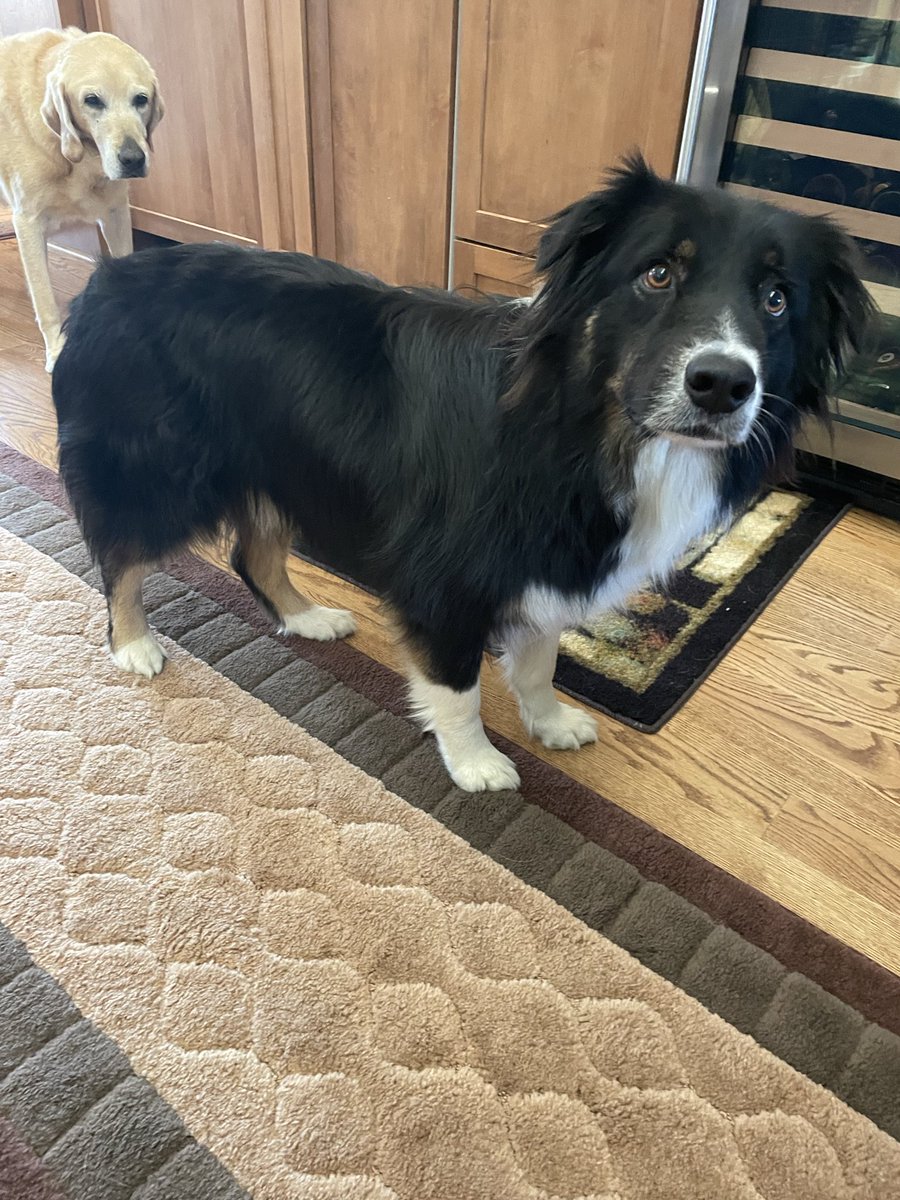Catherine030501's tweet photo. @TheBabylonBee Here’s our bodyguard from the brutes of Amazon, FedEx, UPS and USPS. 😆 https://t.co/W3dqFnrLq8