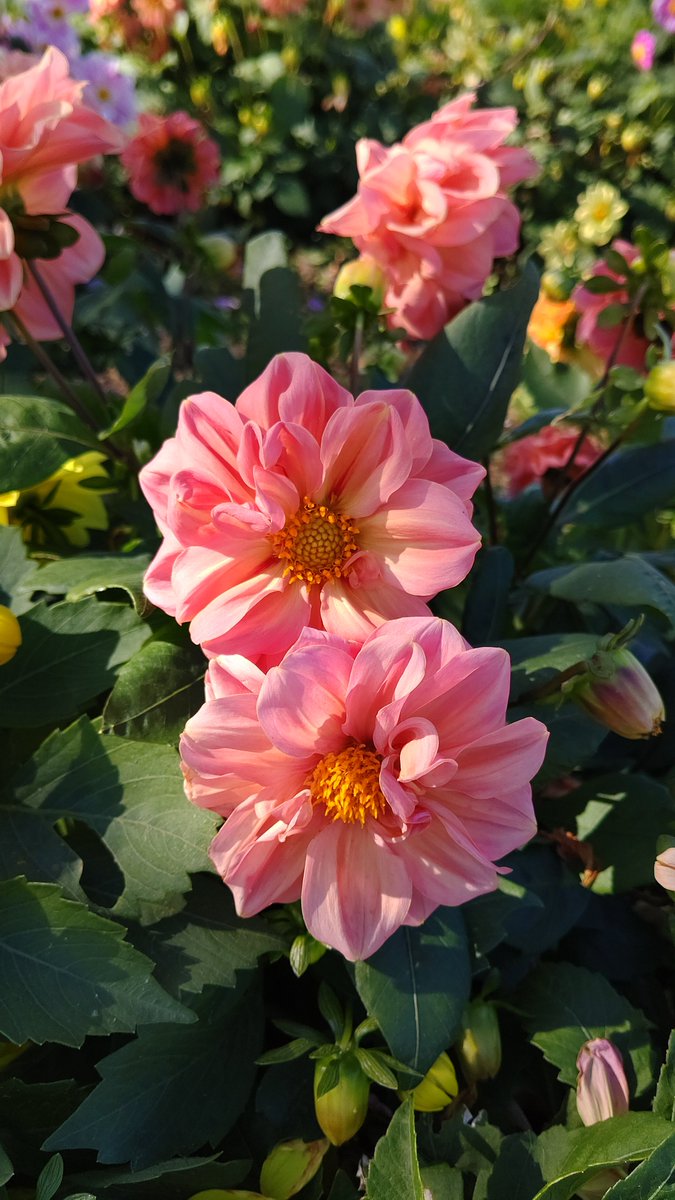 noashimasaki's tweet photo. #TLを花でいっぱいにしよう
#花が好きな人と繋がりたい https://t.co/nNzidIINUW