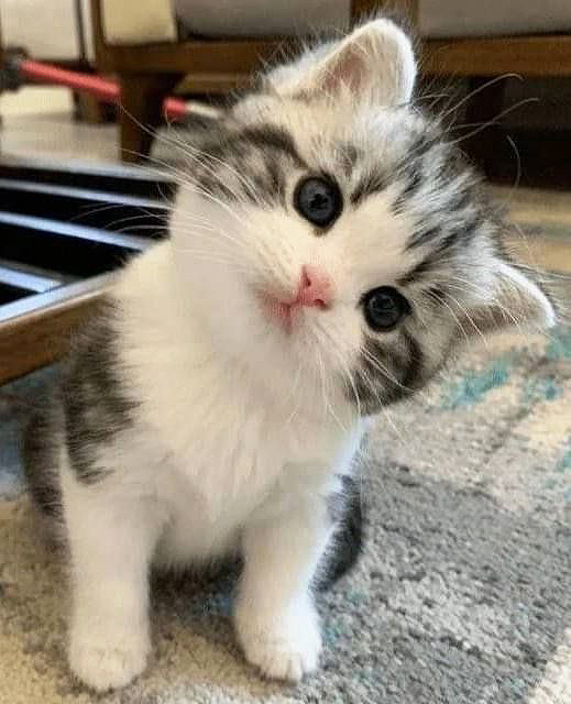 picard_224's tweet photo. 今朝のニャンコ😺 https://t.co/hsoG6LPHek