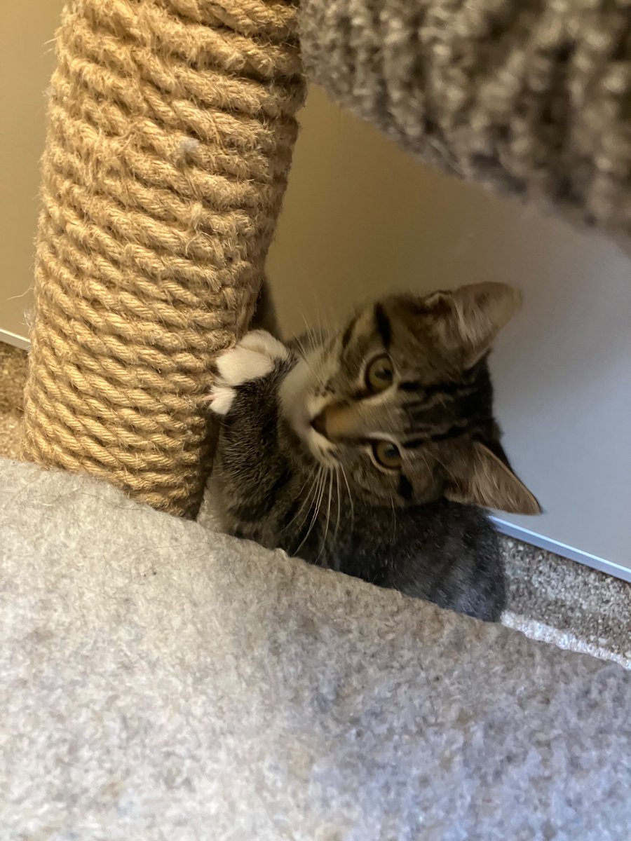 katsenkovik's tweet photo. mrrrrreow….. volunteered again with the kitties https://t.co/rzpPbqiIUb