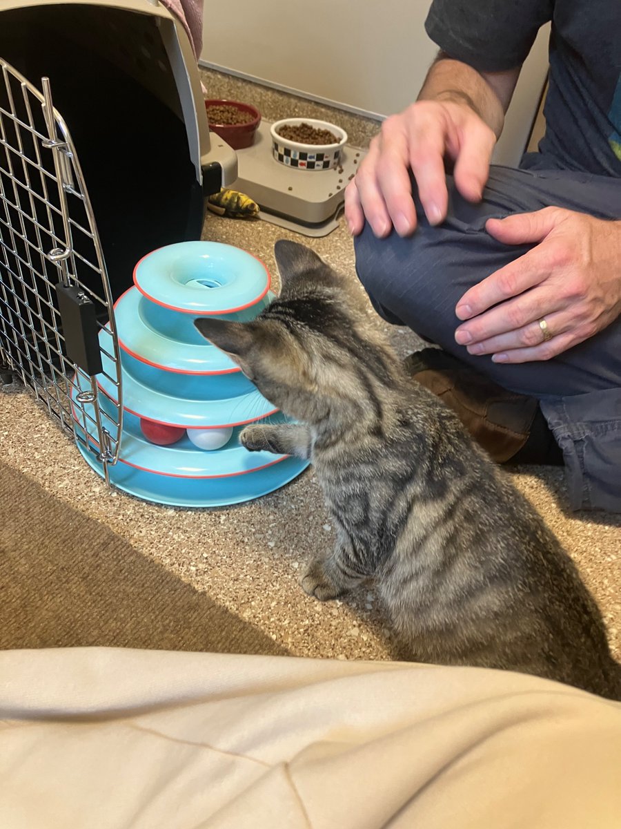 katsenkovik's tweet photo. mrrrrreow….. volunteered again with the kitties https://t.co/rzpPbqiIUb