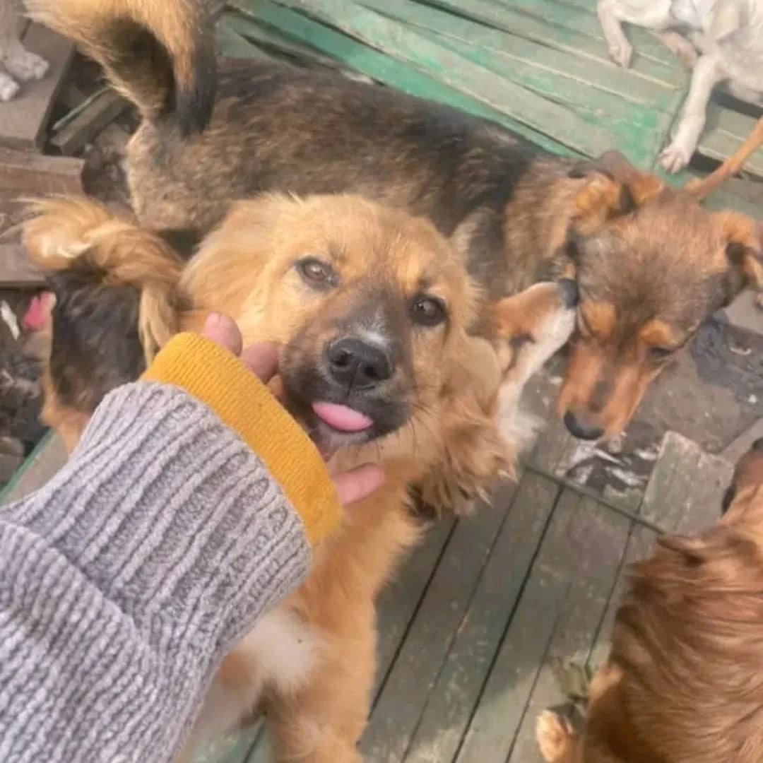 Angelinarescue's tweet photo. 🚨 URGENT! Our shelter has no food left for 500+ dogs and nearly 100 cats. 💔🐾 Please help feed them during these cold days. Any support can save a life. 🙏😭
#AnimalRescue #HelpAnimals #Donate #RescueDogs #RescueCats #SaveLives https://t.co/qhNuYYmaGt