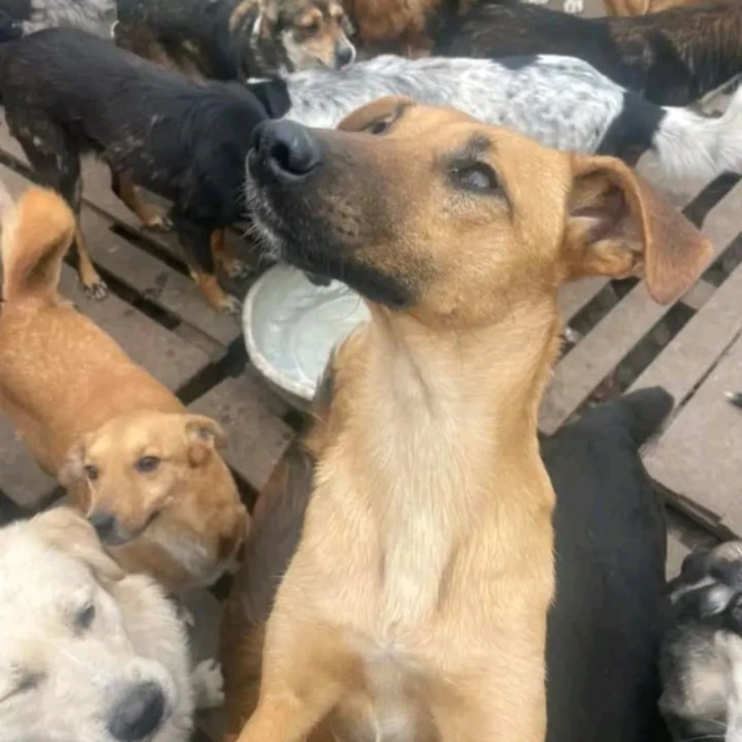 Angelinarescue's tweet photo. 🚨 URGENT! Our shelter has no food left for 500+ dogs and nearly 100 cats. 💔🐾 Please help feed them during these cold days. Any support can save a life. 🙏😭
#AnimalRescue #HelpAnimals #Donate #RescueDogs #RescueCats #SaveLives https://t.co/qhNuYYmaGt