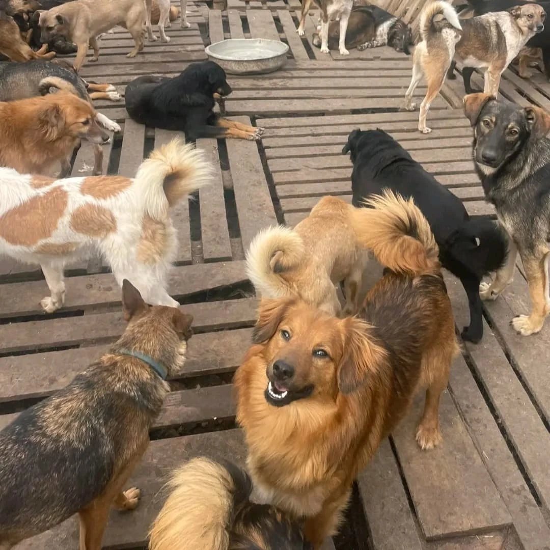 Angelinarescue's tweet photo. 🚨 URGENT! Our shelter has no food left for 500+ dogs and nearly 100 cats. 💔🐾 Please help feed them during these cold days. Any support can save a life. 🙏😭
#AnimalRescue #HelpAnimals #Donate #RescueDogs #RescueCats #SaveLives https://t.co/qhNuYYmaGt