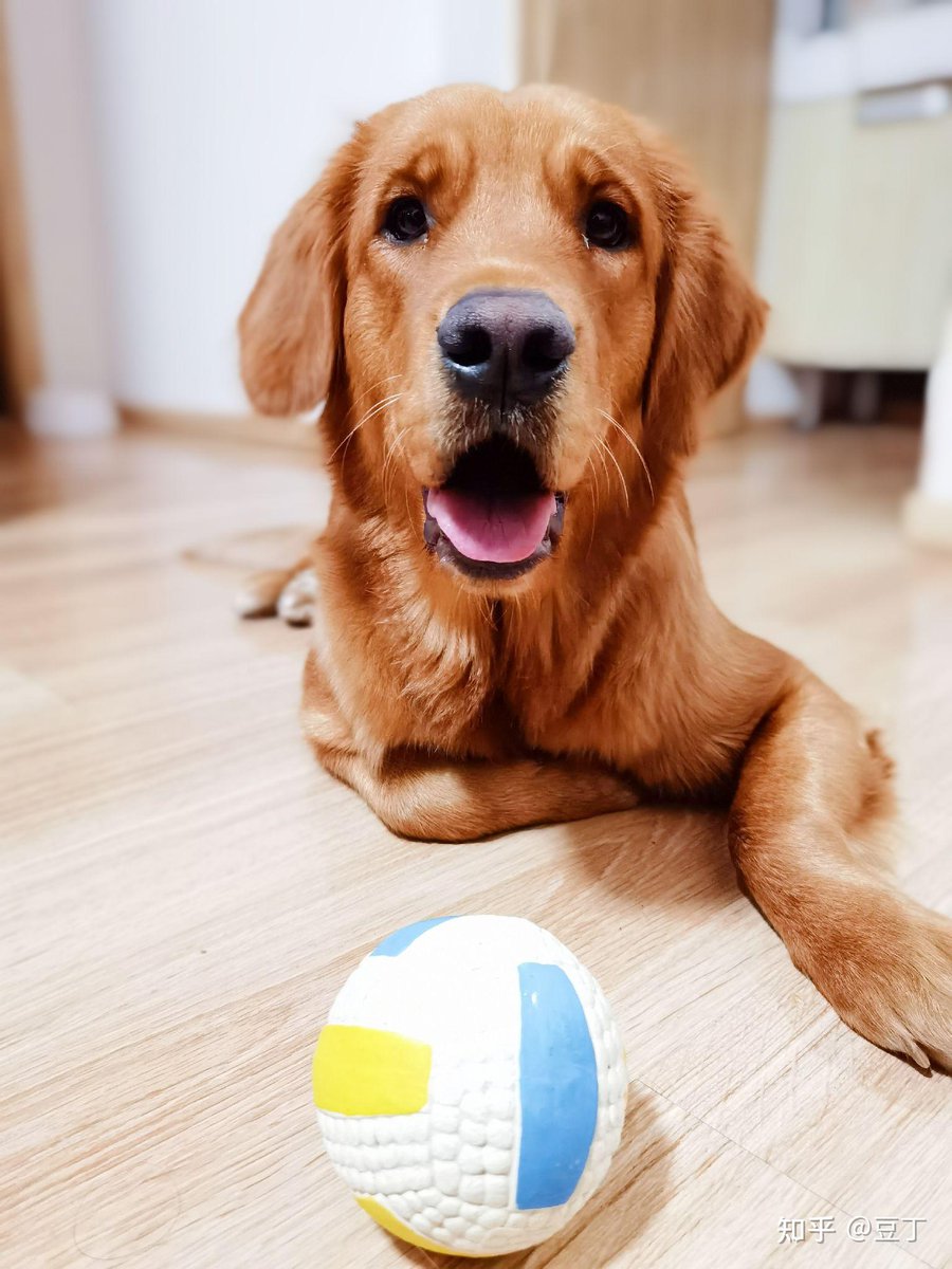 CherriPaylor's tweet photo. Mi cachorro de 3 meses ya sabe sentarse y traer la pelota, cada día crece más lindo y listo! ， https://t.co/E1ytsOd7uR