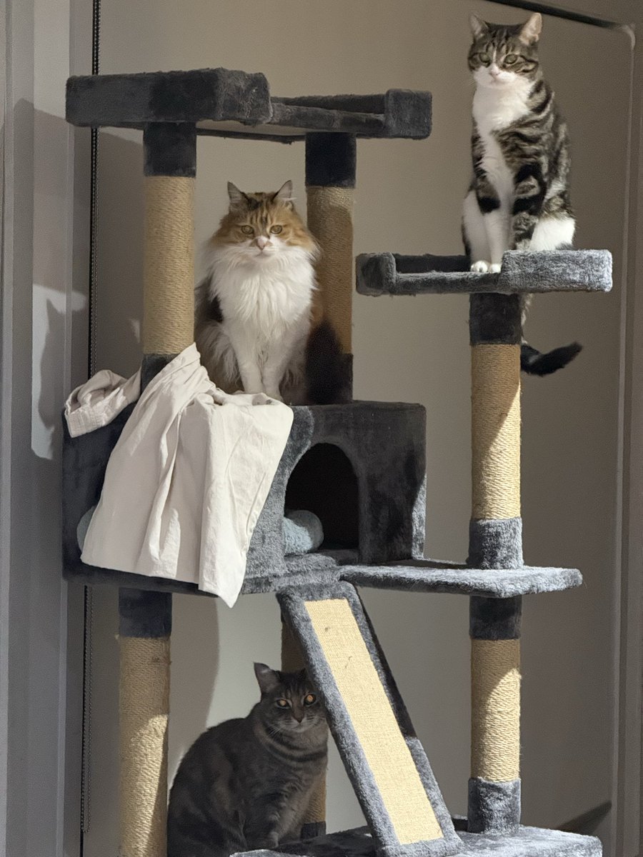 benhoad's tweet photo. @brooke_jamieson Cat towers can be used for temporary storage. https://t.co/SLpgKbR5Ry