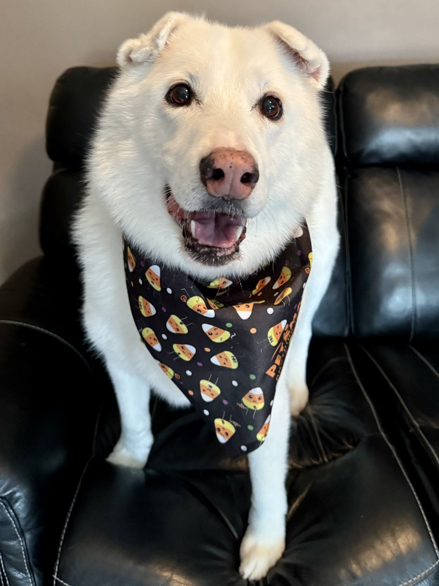 sadie_424's tweet photo. I’m home from seeing Riley! ❤️ She saved mom some money AND got me extra stuffs n services. I even got a candy corn toy! #Petsmart #Grooming #LoveMyRiley https://t.co/VSOqOe7pGt