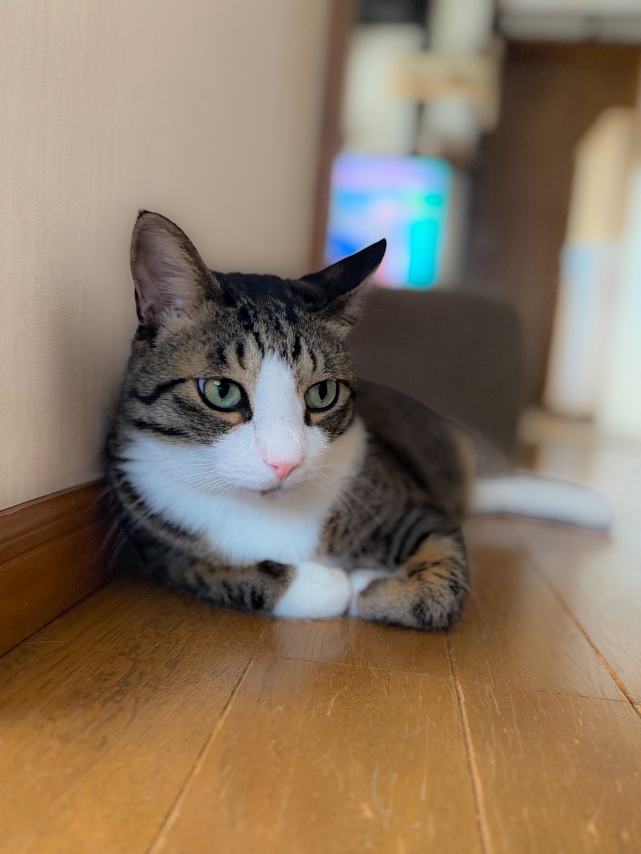 yasootuff's tweet photo. おはようございます🤓

モデルになれそうなソル兄ちゃん🐈⸒⸒⸒⸒
イケメン過ぎる！
#保護猫 #猫のいる暮らし
#ほごねこを家族に #NEKOくらぶ
#キジシロ https://t.co/k2OOuRsdSH