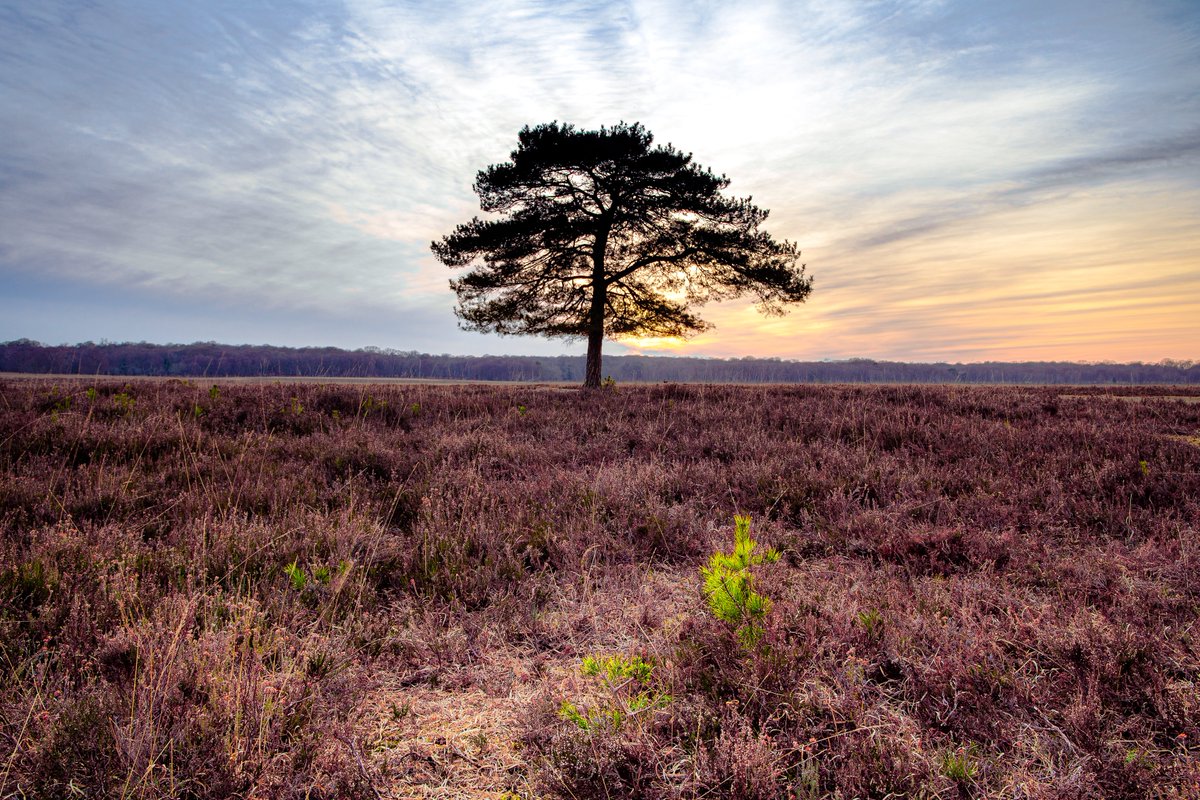 BundayAndy's tweet photo. A lone pine at Shatterford, looking towards Denny Wood. I spent much of my childhood playing in those woods, so the horizon in this photograph means as much to me as the tree and the light. https://t.co/4p1YDbzoZz