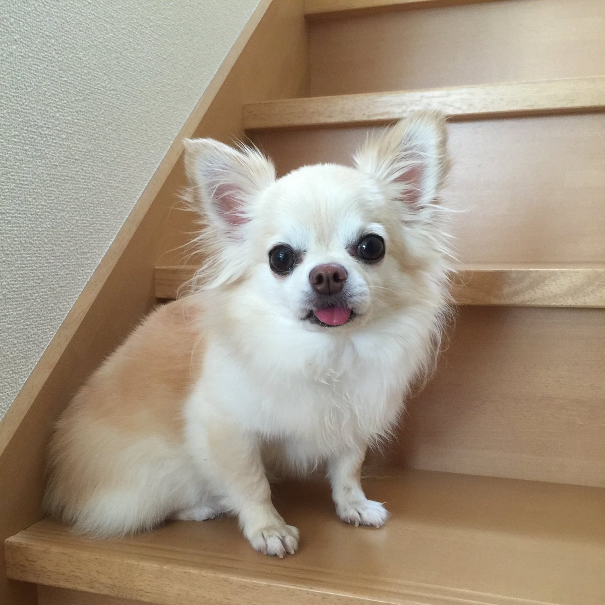 harapetter's tweet photo. 10年くらい前、出勤する時間になると階段の途中まで上がって伏せてしまう時期が続いたことがある。
お留守番が嫌だったんだろうなぁ。。
チワワ兄さん、もう今はいつも一緒に居るからね。
これからもいろんな所に行こうね🌈
#秘密結社老犬倶楽部天国支部
#秘密結社老犬倶楽部 https://t.co/icbqzTkh9d
