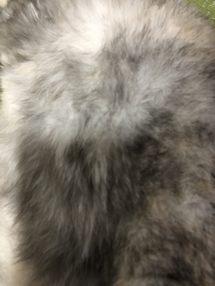 a_tanabe's tweet photo. 朝からこのモフモフな構ってちゃんに捕まっています https://t.co/9WVsMajMlg