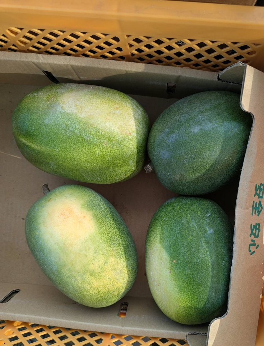 silver_farm_vc's tweet photo. おはようございます🌧️
八百屋のよっちゃんです🥬
今日は月曜日、龍明寺幼稚園 駐車場で８〜１６時です。
ご来店お待ちしてます😊

#フォロー
#RP
#会計時画面提示
#新鮮野菜プレゼント

【今日のオススメ】価格は税込
キャベツ1玉→¥150
冬瓜1個→¥100 https://t.co/wlwKzYv3iM