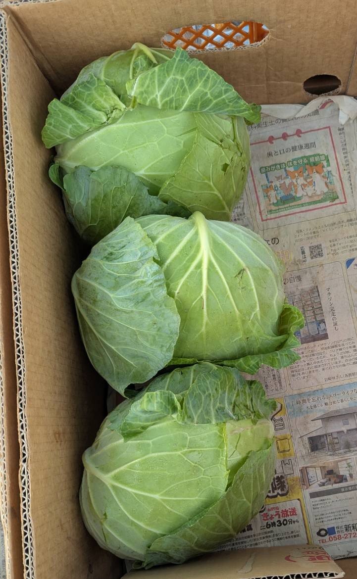 silver_farm_vc's tweet photo. おはようございます🌧️
八百屋のよっちゃんです🥬
今日は月曜日、龍明寺幼稚園 駐車場で８〜１６時です。
ご来店お待ちしてます😊

#フォロー
#RP
#会計時画面提示
#新鮮野菜プレゼント

【今日のオススメ】価格は税込
キャベツ1玉→¥150
冬瓜1個→¥100 https://t.co/wlwKzYv3iM