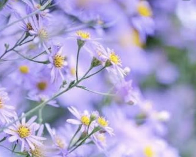 Kochiuq's tweet photo. 💐今日のお花＊紫苑💐
　　🌱花言葉🌱
💫追憶
　　　💫君を忘れない
　　　　　　💫遠くの人を思う

　　🌿おはようございます🌿

　9月最後の週が始まりましたね♡
　
秋の気配を感じながら~🍂🍁
　
　今週も無理せず穏やかに~♪~♬

💕笑顔の一日になります様に~💕 https://t.co/gewUiSD1eR