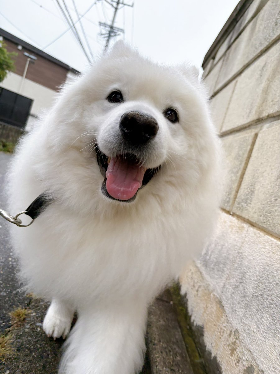samoyedsunny tweet picture