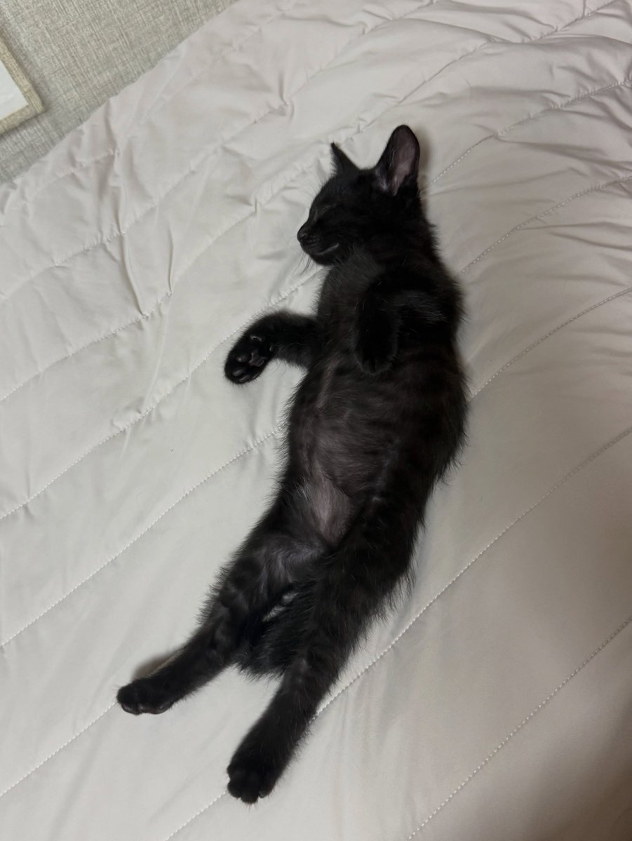 WillettaAc7d's tweet photo. I can’t believe yesterday was Black Cat Day. One day late, but here’s our Kkamji as a kitten. I bought pet milk for her during work when I first rescued her. Such precious memories. Stay healthy, Kkamji. https://t.co/MfcqGXhljN