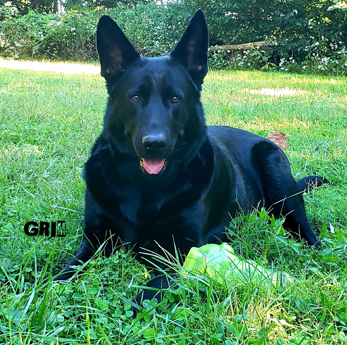 K9Garm tweet picture