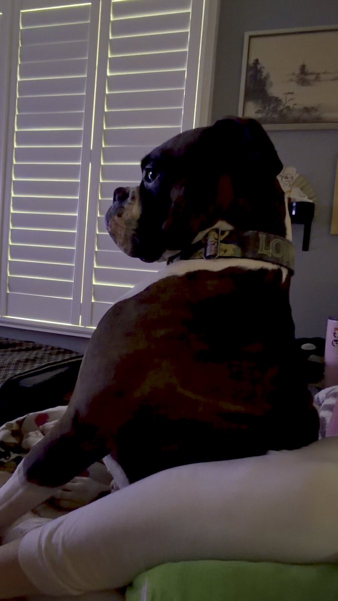 A dark-colored dog with a 'LOVE' collar sits in silhouette on a bed, looking out toward a window with closed white plantation shutters.