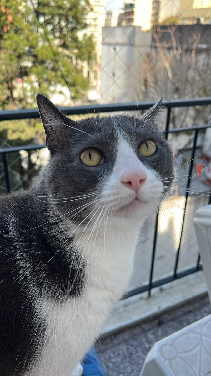 untalrama's tweet photo. @https_memi Sospecho que tu gato boludo es menos boludo que mi gato boludo https://t.co/iDlD8ZFeFa