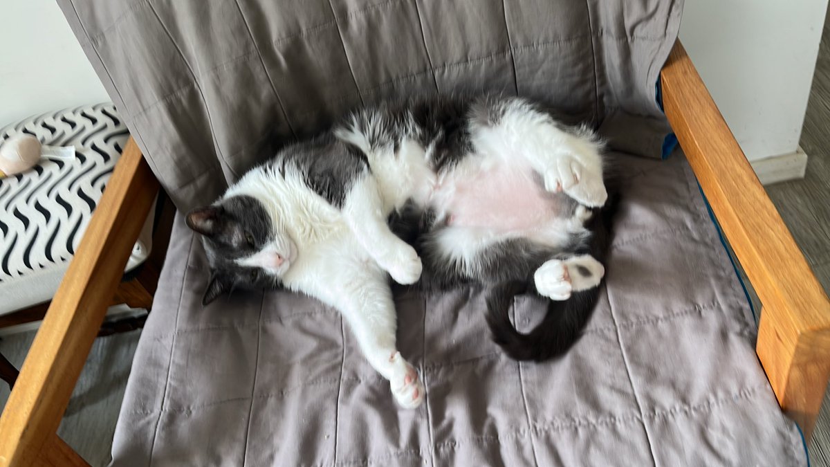 untalrama's tweet photo. @https_memi Sospecho que tu gato boludo es menos boludo que mi gato boludo https://t.co/iDlD8ZFeFa