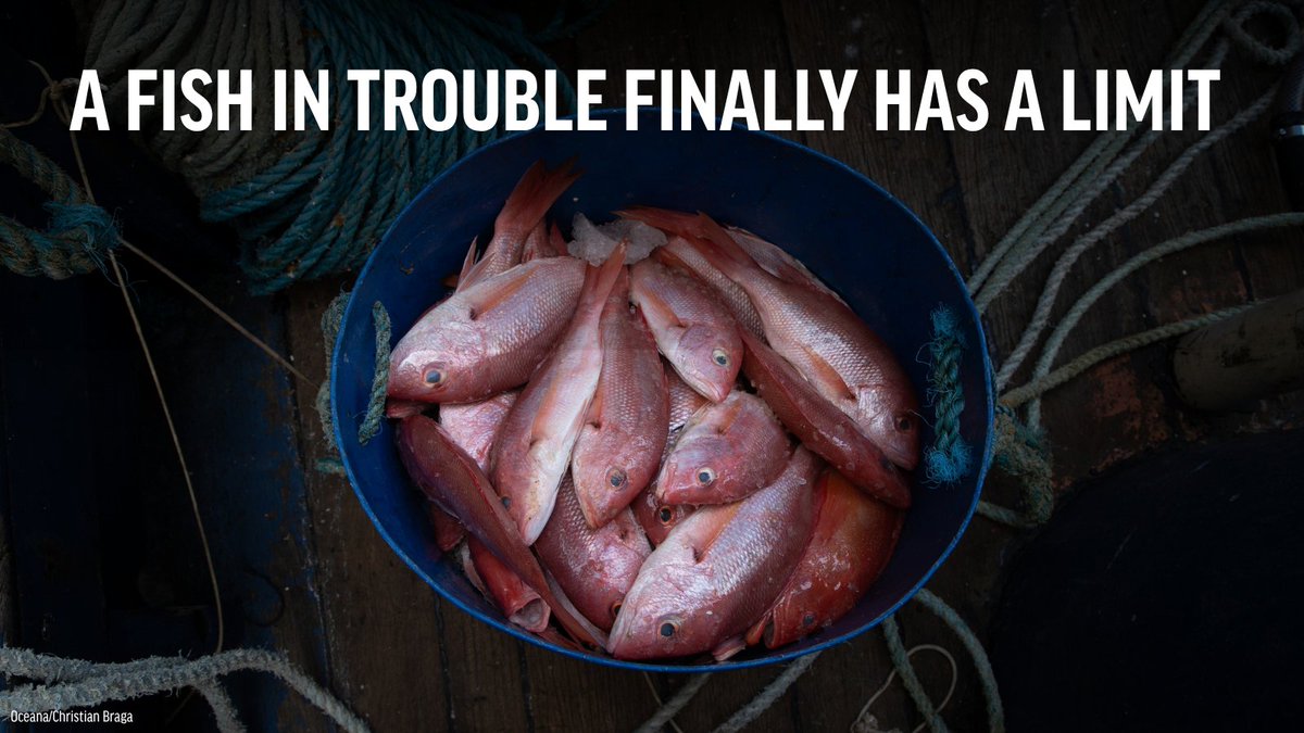 Big win for Brazil's ocean! 

After years of campaigning by Oceana & our allies, Brazil has established its first-ever catch limit for southern red snapper, an 