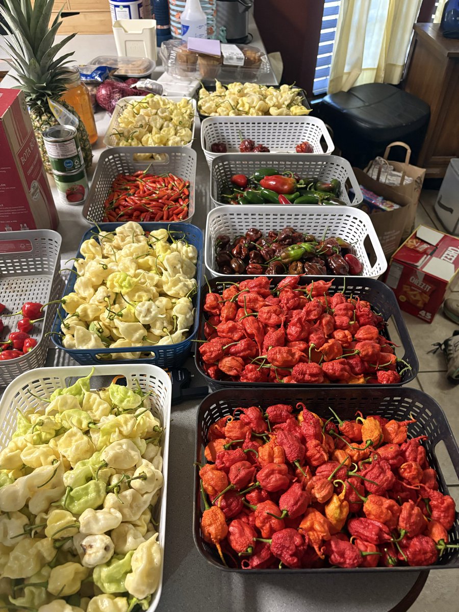 kpm1234's tweet photo. This mornings harvest from the farm. White Ghost and Primotalii for the win https://t.co/HxSPCurMgT