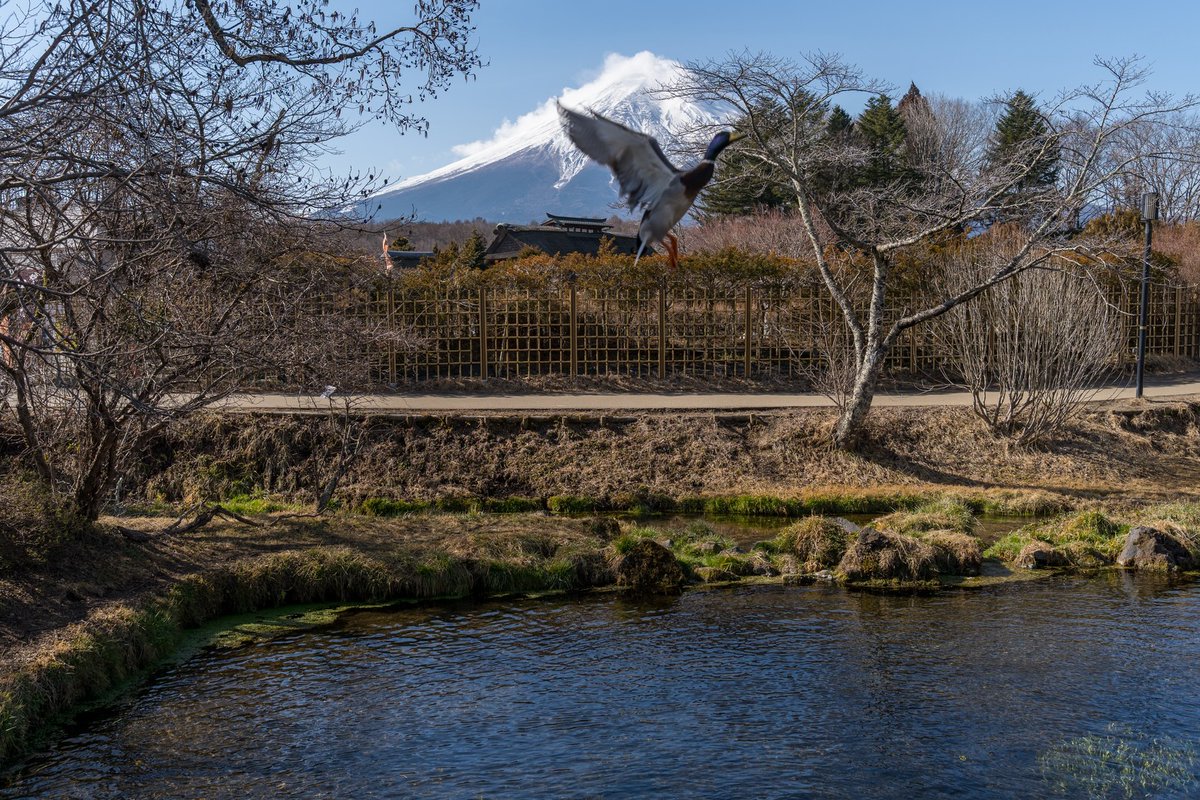 MickieBert062e's tweet photo. When in Japan, a trip to Mount Fuji is a must. We were lucky to visit on a clear day, after carefully checking the forecast—the mountain is hidden by clouds about 75% of the time. It’s enormous in person; photos don’t do it justice! https://t.co/2zBNlQPDJi
