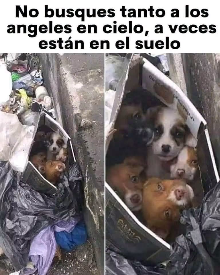 ecologicosmza's tweet photo. ángeles de 4 patas https://t.co/YgEChlQiXO