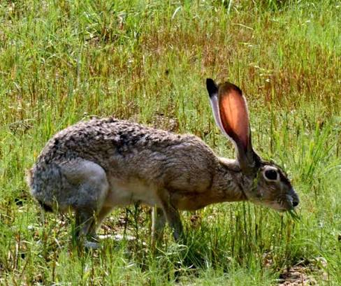 Rose0fCrimson's tweet photo. @TheJaxerwaxer @goonbert12 @TheMonch__ @SaintHubertKing also wild rabbits, they're generally more lean https://t.co/AUbzgEvWHZ