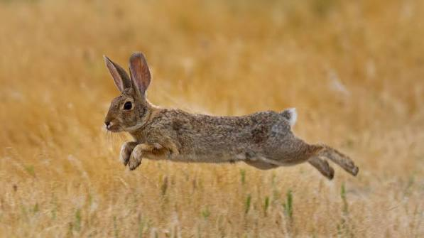 Rose0fCrimson's tweet photo. @TheJaxerwaxer @goonbert12 @TheMonch__ @SaintHubertKing also wild rabbits, they're generally more lean https://t.co/AUbzgEvWHZ