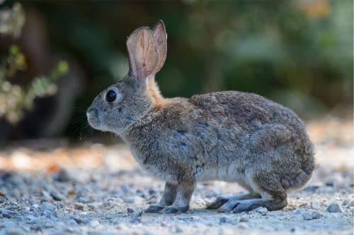 Rose0fCrimson's tweet photo. @TheJaxerwaxer @goonbert12 @TheMonch__ @SaintHubertKing also wild rabbits, they're generally more lean https://t.co/AUbzgEvWHZ