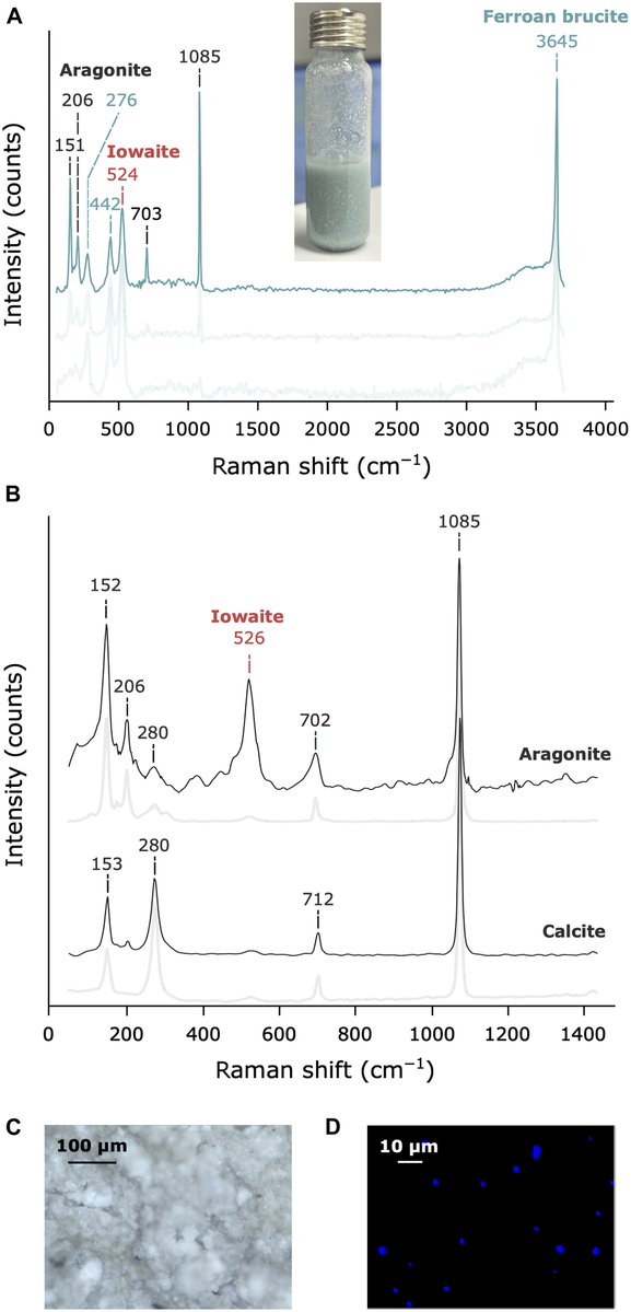 wirthstef's tweet photo. New #research findings demonstrate that prokaryotic Earth #Archaea could likely survive on #Saturn's #moon #Enceladus.
And about why Enceladus compared to other Jupiter and Saturn moons is the best candidate for #extraterrestrial primitive #life forms.
Saturn's moon Enceladus is considered the most promising celestial body in our solar system for the potential existence of (primitive) life. Other known candidates include Saturn's moon #Titan and #Jupiter's moon #Europa. What makes Enceladus so special? For one thing, it is better suited for scientific sampling than the other two moons. While all three share the characteristic of having oceans located deep beneath their surfaces, only Enceladus offers particularly easy access for sampling and analysis by human-made instruments: at its south pole, massive #geysers (area known as "#TigerStripes") continuously spew #oceanwater kilometers into space. A space probe could fly past and collect particles from these giant plumes, effectively gaining unobstructed access to the ocean lying beneath the ice shell.
Titan and Enceladus are significantly more favorable than Europa.
However, these moons differ in other parameters regarding their habitability for (primitive) life forms. In the case of Titan, the liquid water ocean lies at such a #greatdepth, approximately 100 to 400 kilometers beneath the surface, that immense #pressure is exerted on the water; this is compounded by the moon's colossal size, as it is nearly as large as the planet Mars. Consequently, despite the heat prevailing at those depths, the ocean water freezes in places into what is known as #highpressureice. Much of the ocean is thus effectively "sandwiched" between layers of ice, surrounded from above and partly from below, and may therefore be largely isolated from the chemical processes biochemically necessary for primitive life.
Unlike the other two moons Enceladus meets many of the conditions that contributed to the evolution of life on Earth: it is highly #alkaline (pH 9–11) and maintains continuous contact with the #rockycore, allowing #hydrothermal #reactions (such as #serpentinization) to occur throughout. Moreover, compared to the others, it is the only ocean known to contain dissolved #phosphate, a crucial building block for biological #membranes. Finally, complex #macromolecules, such as #aminoacid #precursors and #cycliccompounds, have so far been detected only in the ocean of Enceladus, while #methane was found as anothee organic source, which is for example also present on Titan's surface.
V. Helmbrecht et al. (2026) recreated the ocean conditions found on Enceladus for an experiment using terrestrial primordial-type #Archaea: an oxygen level 10,000 times lower than that of Earth's atmosphere, highly alkaline pH levels, and contact with rocky material. Under these #simulated #Enceladusocean conditions, the researchers tested the Archaeon #Methanothermococcus #okinawensis (#Methanobacteriia, Archaea) to see if it could survive there. The experiment was a complete success; the primordial-type prokaryotic organism thrived, specifically, in the absence of both sunlight and oxygen. This is because the bacterium employs a method of energy production considered primitive on Earth: #methanogenesis.
© #StefanFWirth, September 2026, Berlin
Please support my science communication: ko-fi 👇 Link see my first answer
reference:
V. Helmbrecht et al. (2026)
DOI: 10.1126/sciadv.aei0167 👇 Link see my first answer
#Illustration:
© Stefan F. Wirth, AI assisted artistic Illustration, based on my hand-drawn sketches: Enceladus, core, ocean, ice shield
#Figure:
Mineral precipitates and viable cells in Enceladus #simulantexperiments.
(D) #Fluorescencemicroscopy image of intact M. okinawensis cells (blue) in the Enceladus simulant after 48 hours.
By V. Helmbrecht et al. (2026), licensed under creative commons Attribution NonCommercial License 4.0 (CC BY-NC)., 👇 Link see my first answer