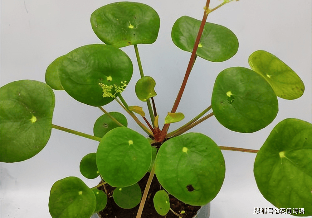 VelvetLeveyck's tweet photo. Un escritorio ordenado = día productivo. Organizo mi espacio con una libreta, una planta pequea y luz natural! ， https://t.co/J5FmMCfQso