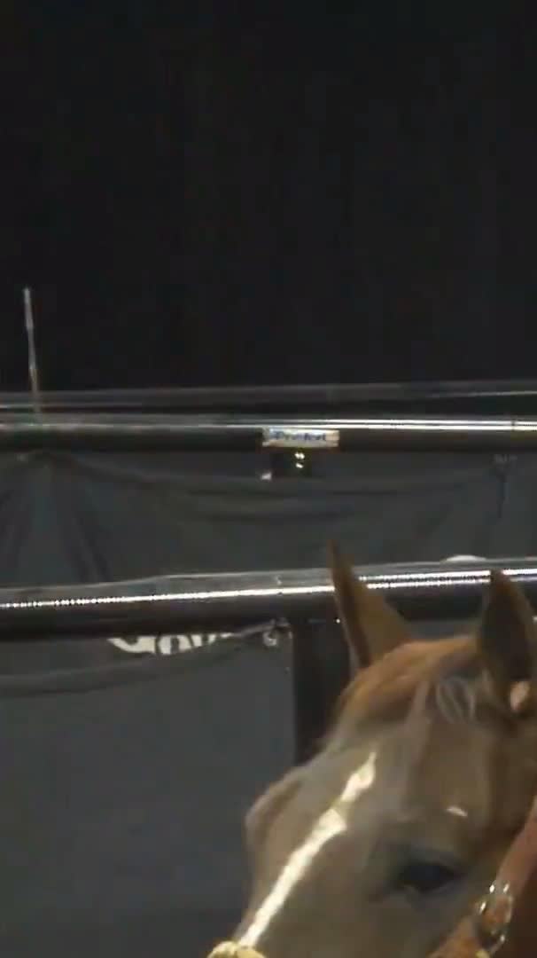 A close-up shot of a brown horse's head and ears in the foreground, with a dimly lit arena or stable visible in the background.