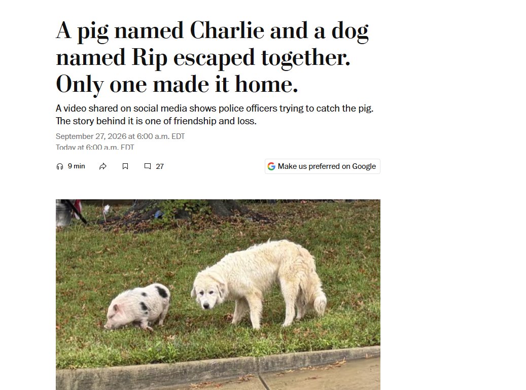 Wanfreaks's tweet photo. Charlie Bacon, a 35-pound pig, and Rip, a Great Pyrenees, escaped together through a broken fence in Prince William County

Rip was hit by a car and killed, police later chased Charlie through the rain and safely caught him.

THIS HISTORY IS FUCKING HEARTHBREAKING

Source : 
https://t.co/dJveUWfbZL